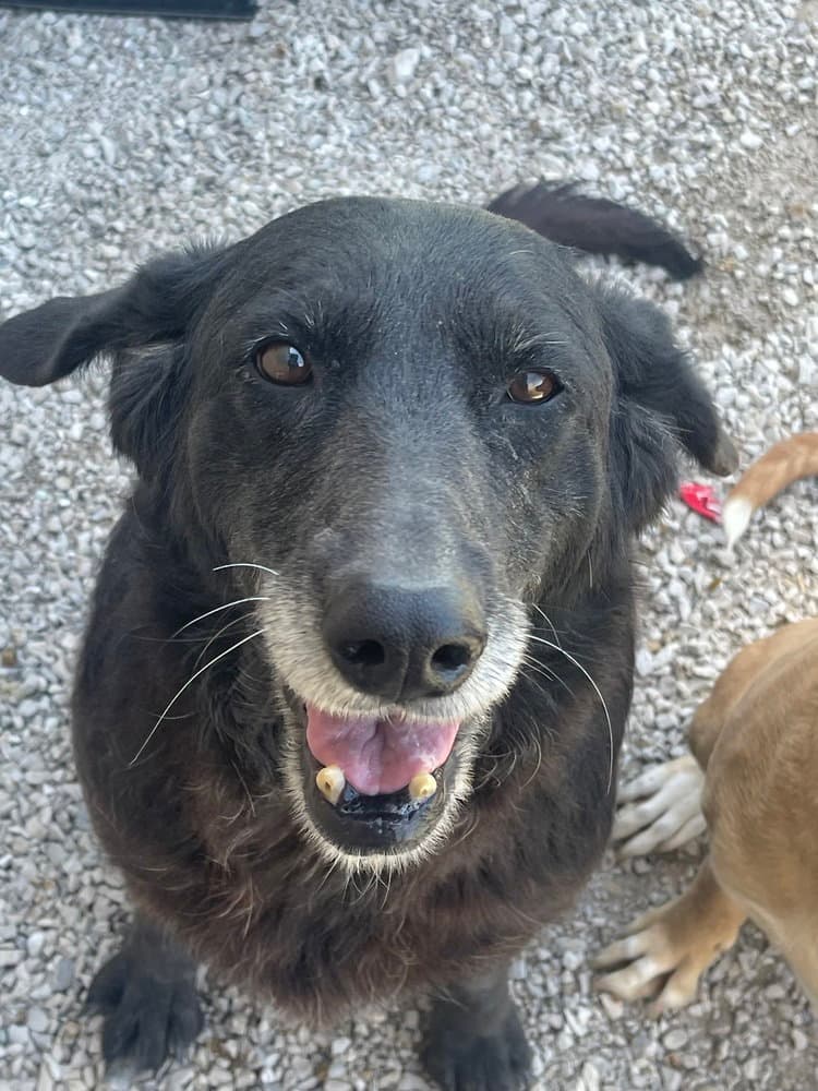 Kendall - Flat-coated Retriever