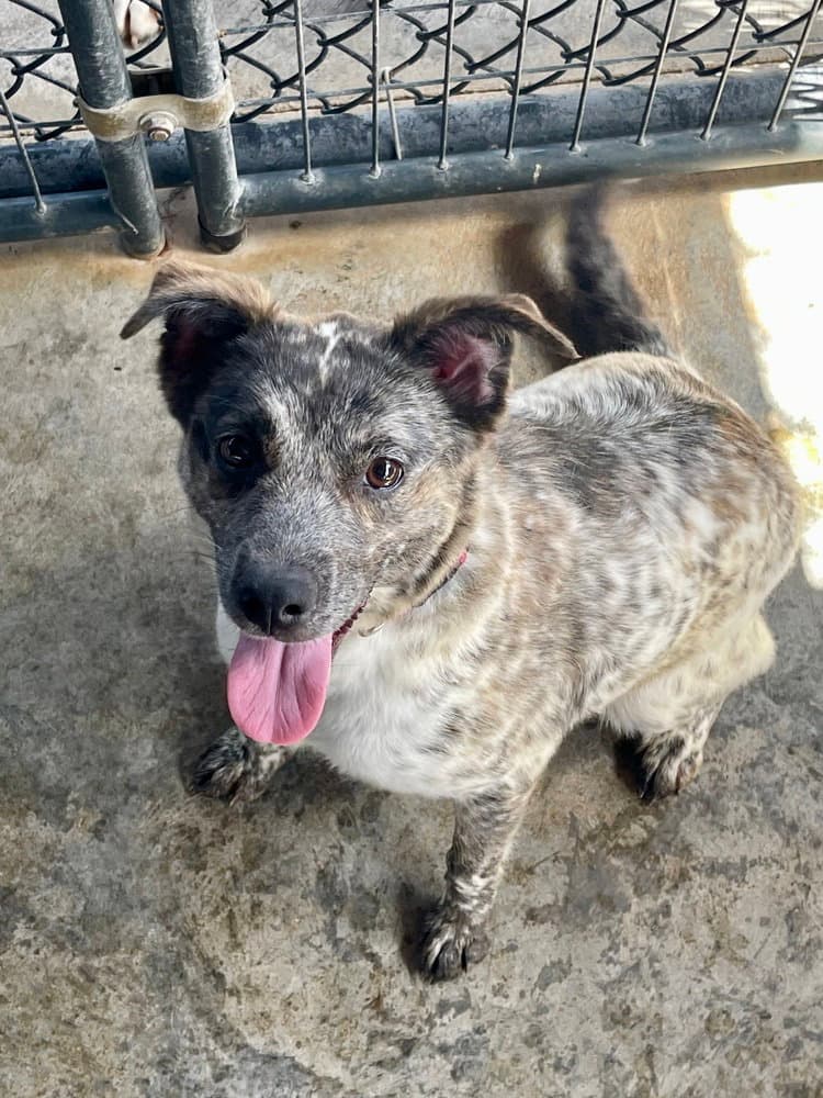 Miss Maxine - Australian Cattle Dog/Blue Heeler