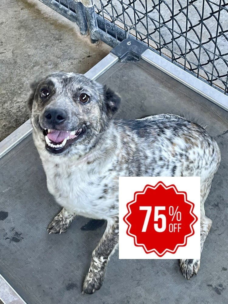 Miss Maxine - Australian Cattle Dog/Blue Heeler
