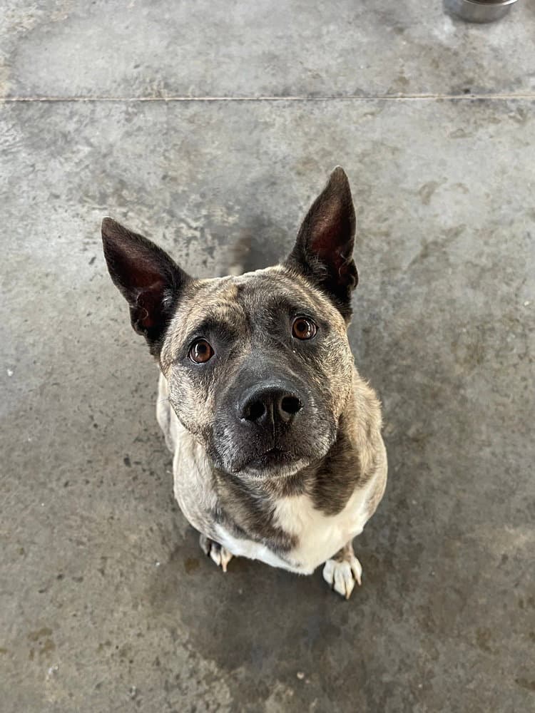 Jojo - Dutch Shepherd