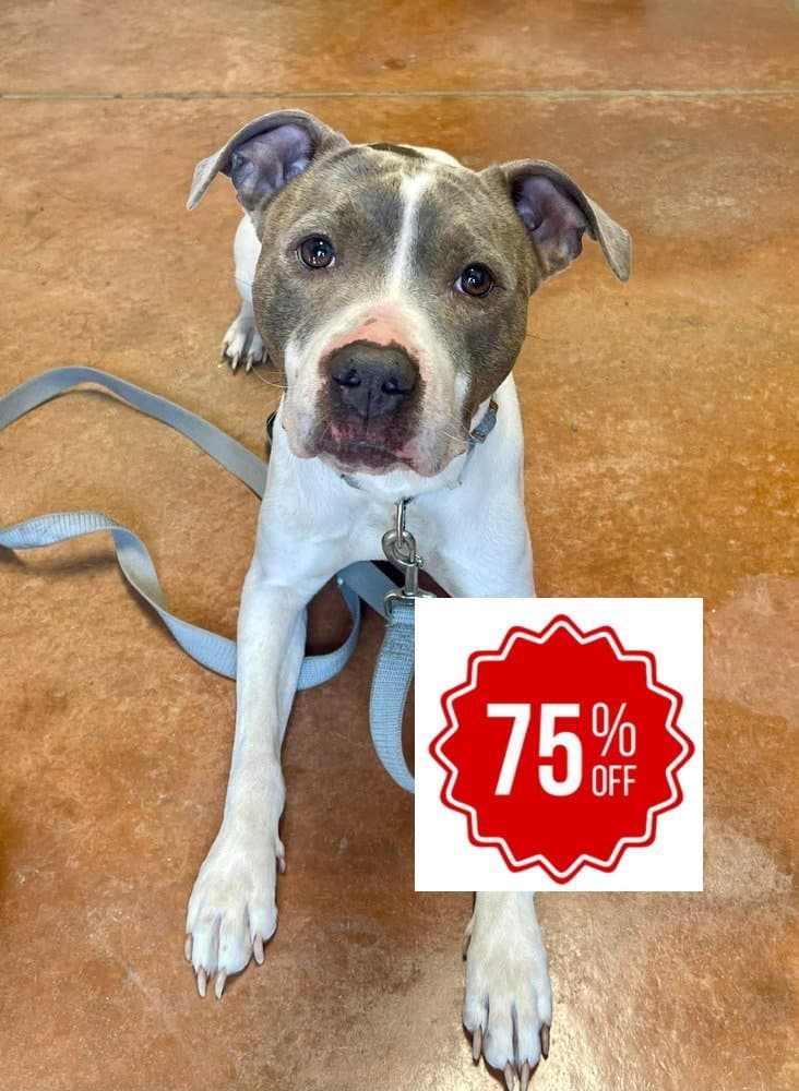 Thorn - Pit Bull Terrier