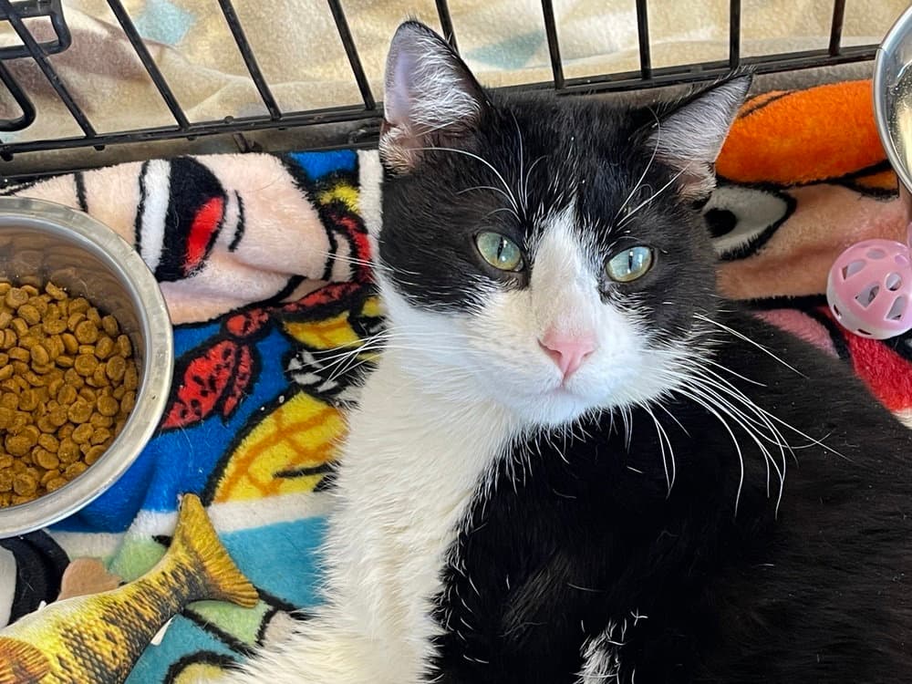 Tom Tom - Domestic Short Hair