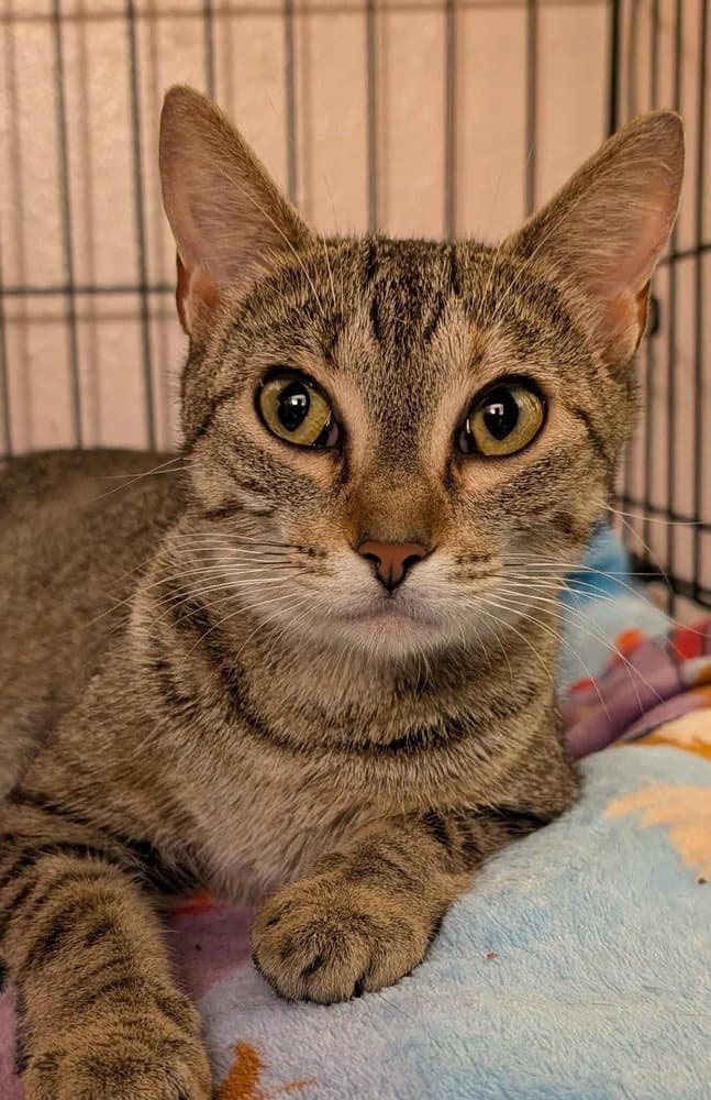 Ivy - Domestic Short Hair