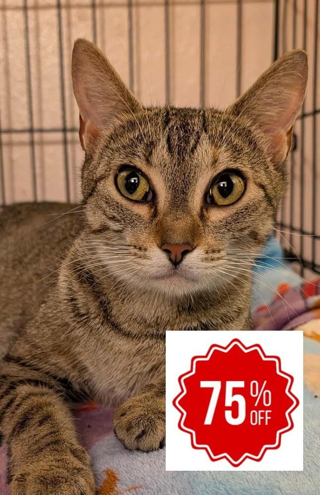 Ivy - Domestic Short Hair