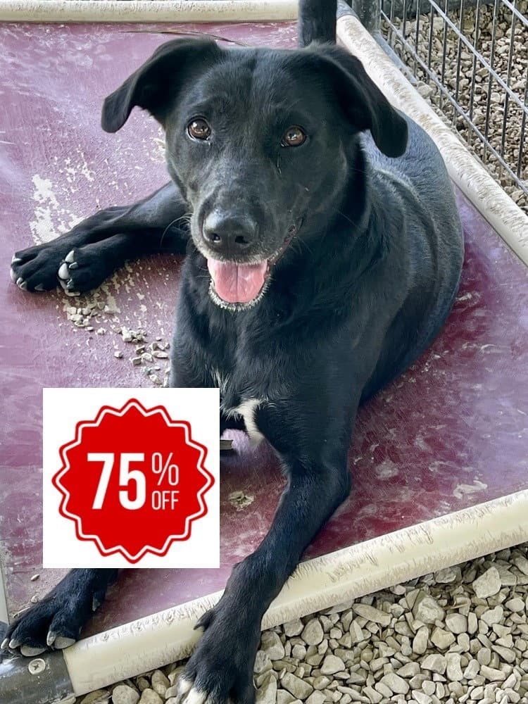 Chili - Labrador Retriever