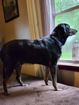 Blackie image 3