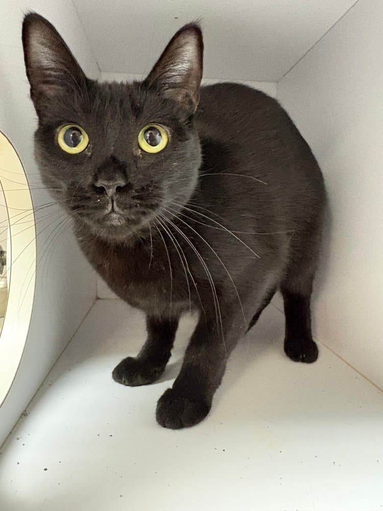 Izzy - Domestic Short Hair