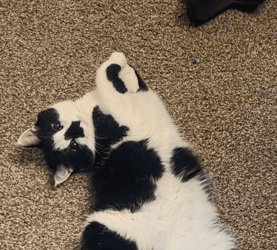 Megladon - Domestic Medium Hair