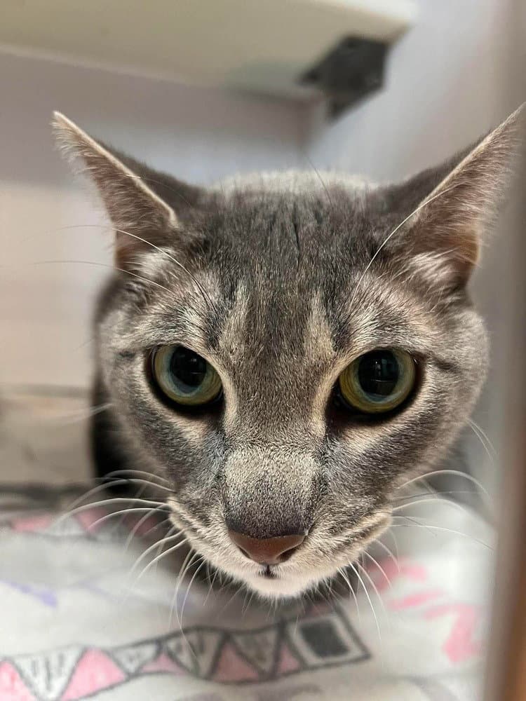 Precious - Domestic Short Hair