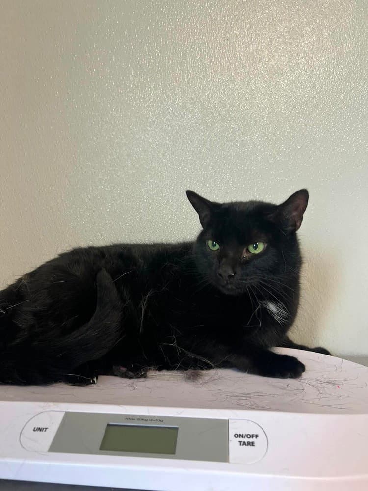 Bella - Domestic Short Hair
