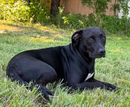 Bessie image 1