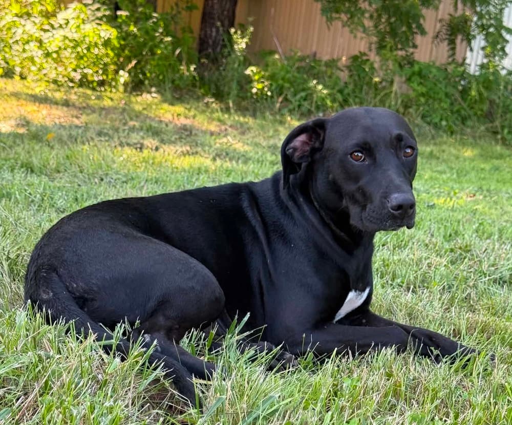 Bessie - Labrador Retriever