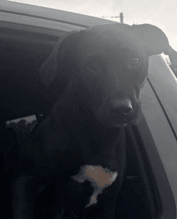 Bessie image 2