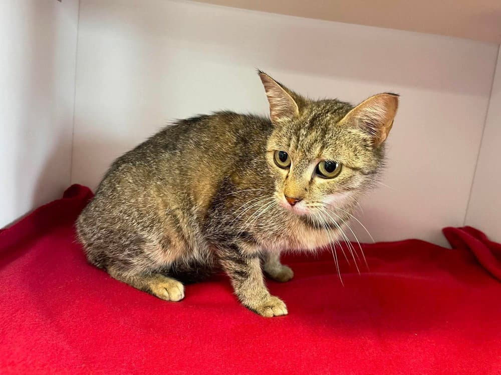Lynx - Domestic Short Hair