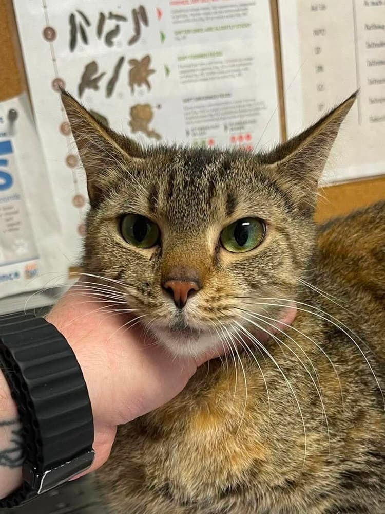 Talia - Domestic Short Hair
