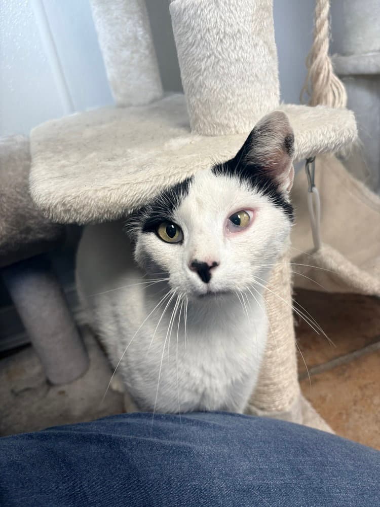 Brain - Domestic Short Hair