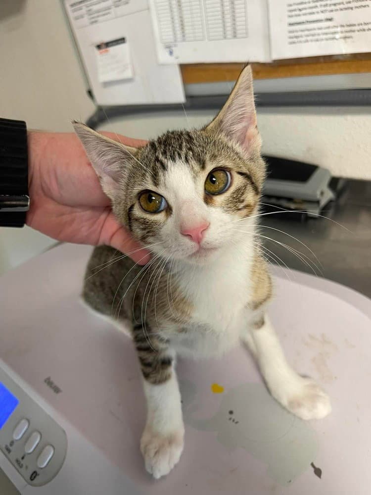 Hilly - Domestic Short Hair