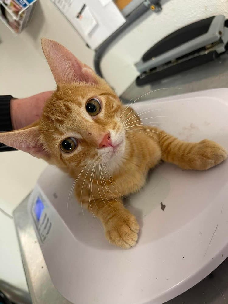 Zilly - Domestic Short Hair