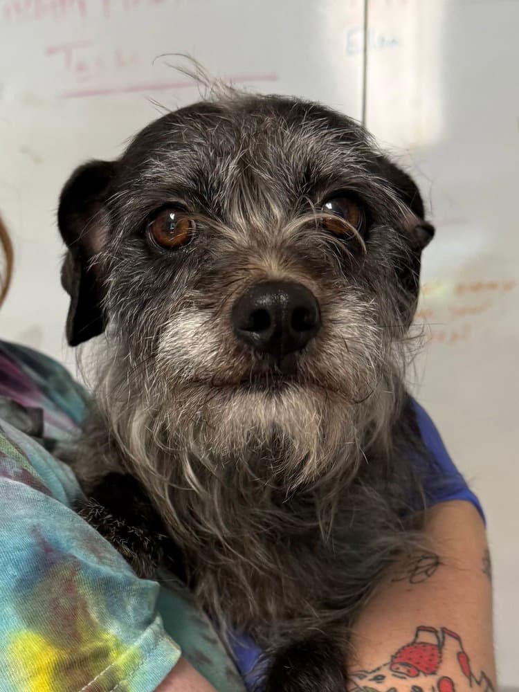 Serena - Border Terrier