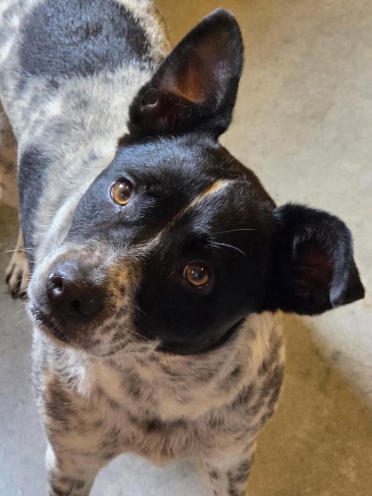 Dotty - Australian Cattle Dog/Blue Heeler