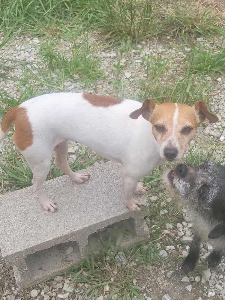 Arica - Jack Russell Terrier