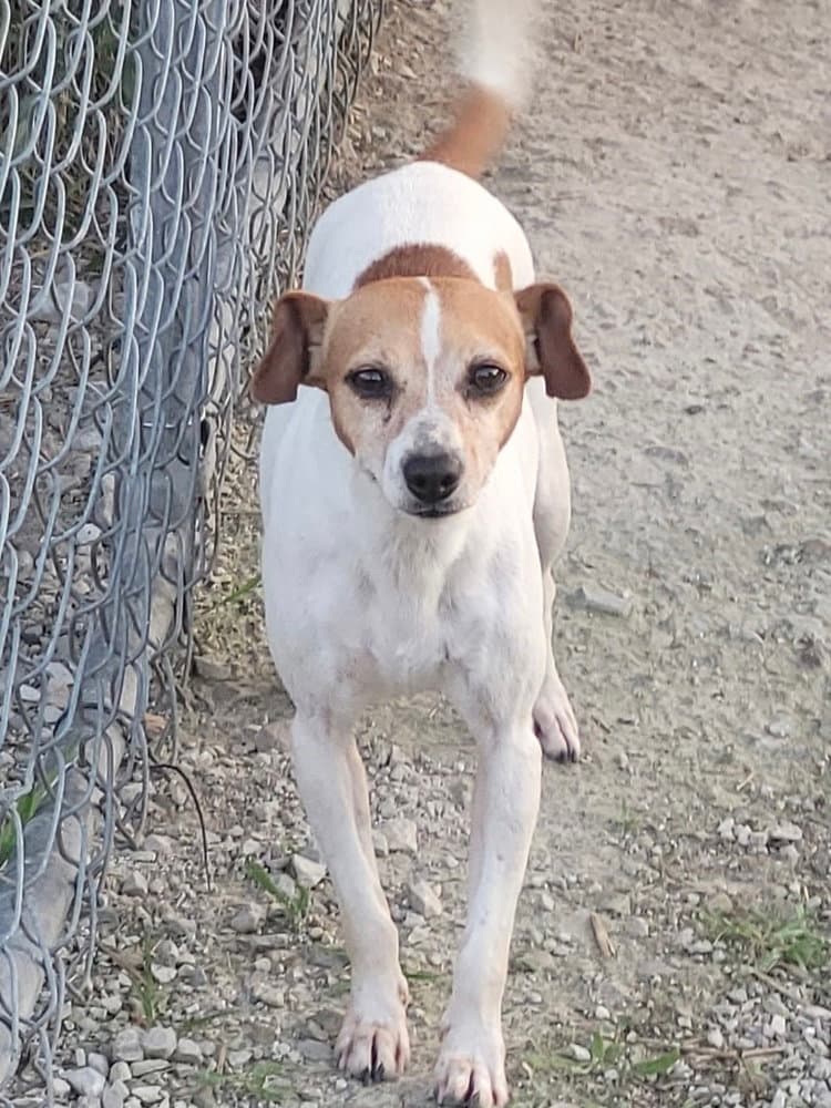 Arica - Jack Russell Terrier