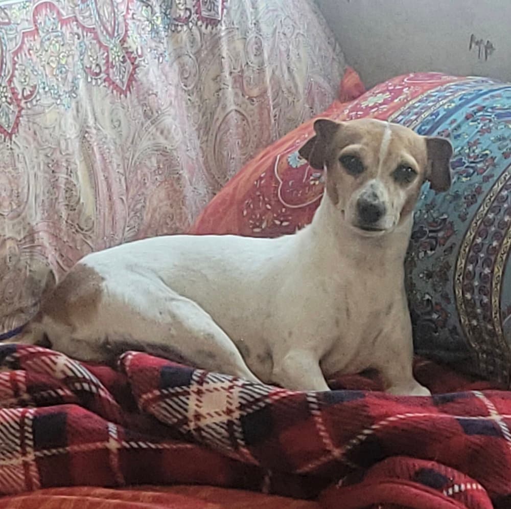 Arica - Jack Russell Terrier