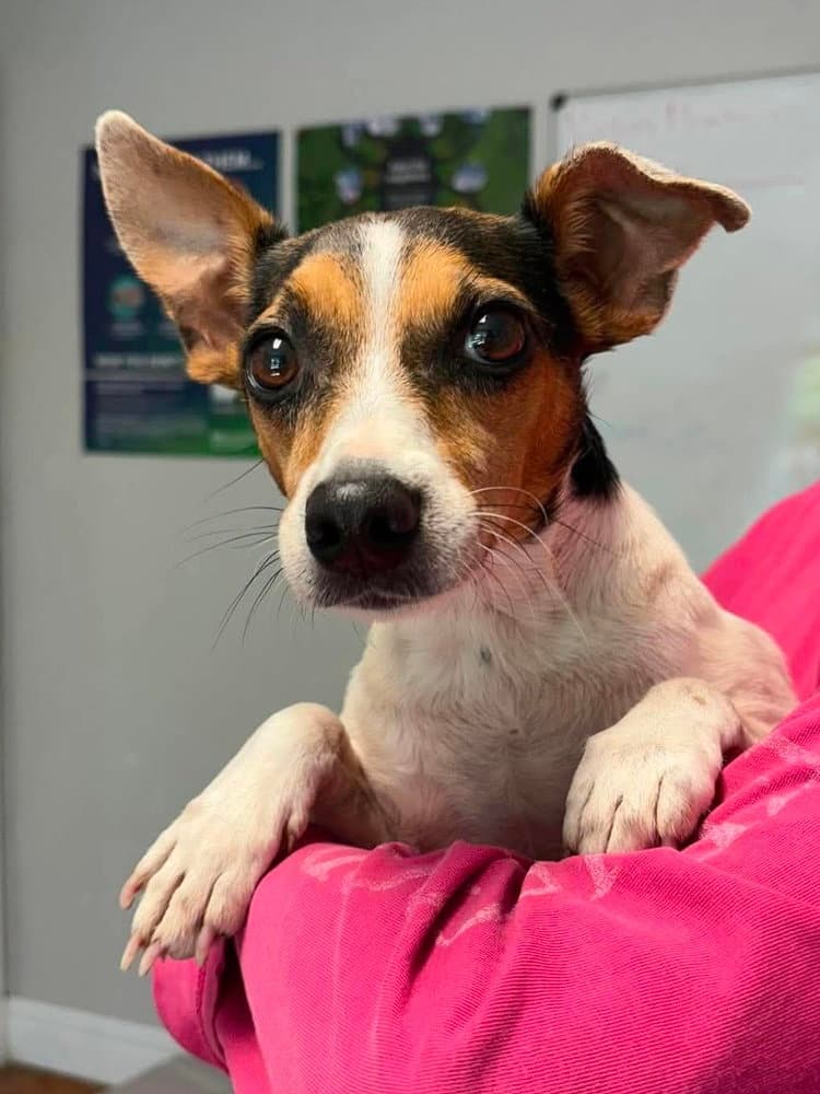 Santiago - Jack Russell Terrier