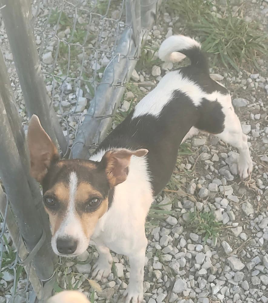 Santiago - Jack Russell Terrier