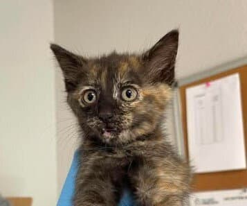 Beluga - Domestic Short Hair