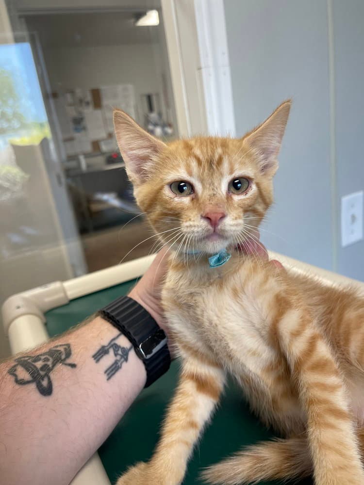 Professor - Domestic Short Hair