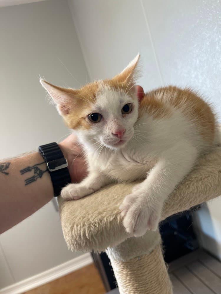Daffy - Domestic Short Hair