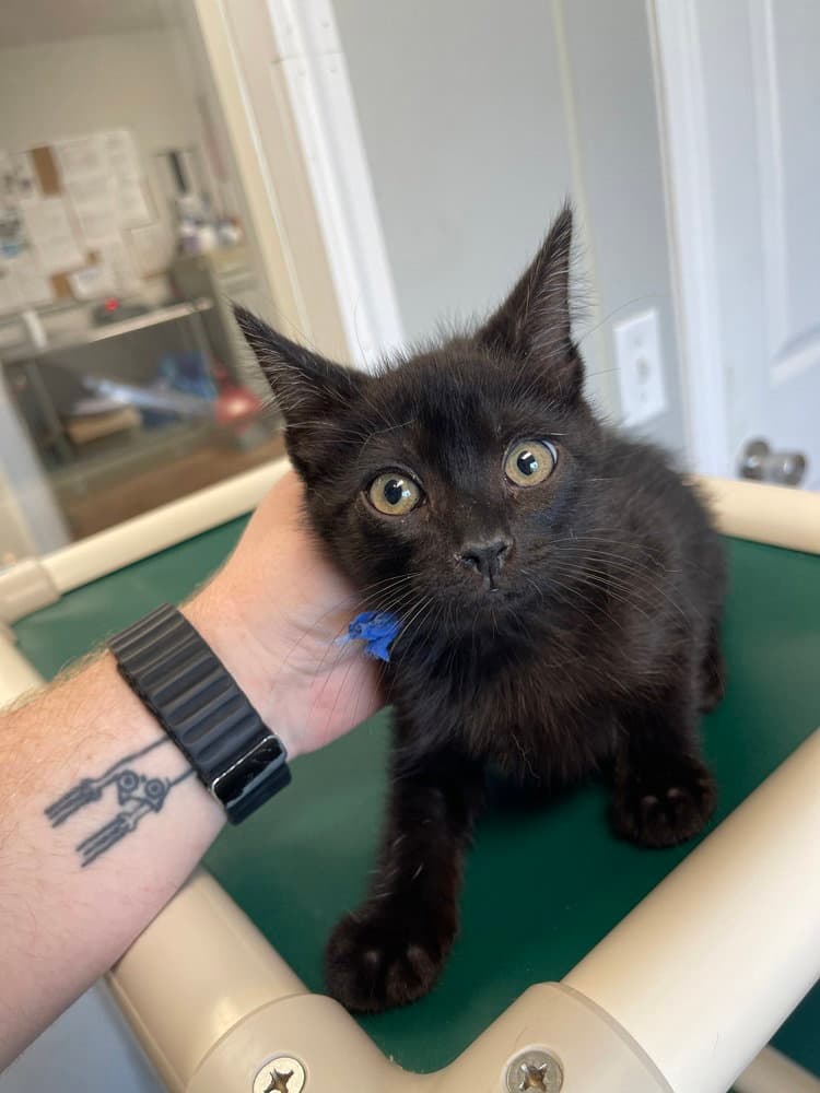 Frodo - Domestic Short Hair