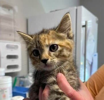 Sei - Domestic Short Hair