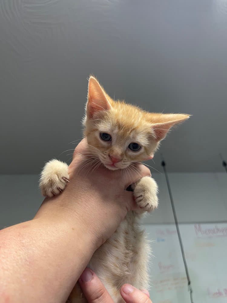 Porche - Domestic Short Hair