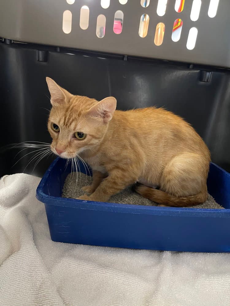 Ginger - Domestic Short Hair