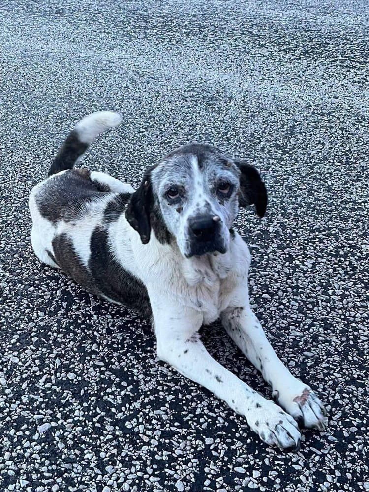 Gertie - Beagle