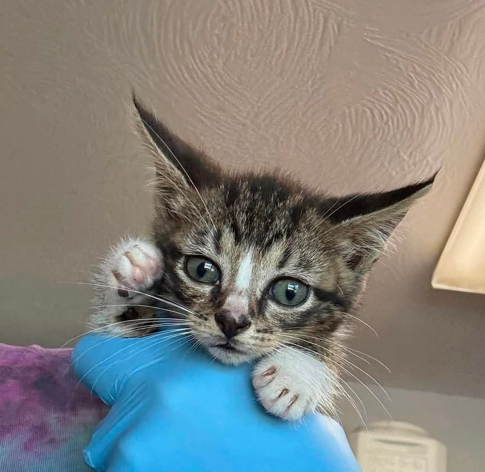 Hansel - Domestic Short Hair