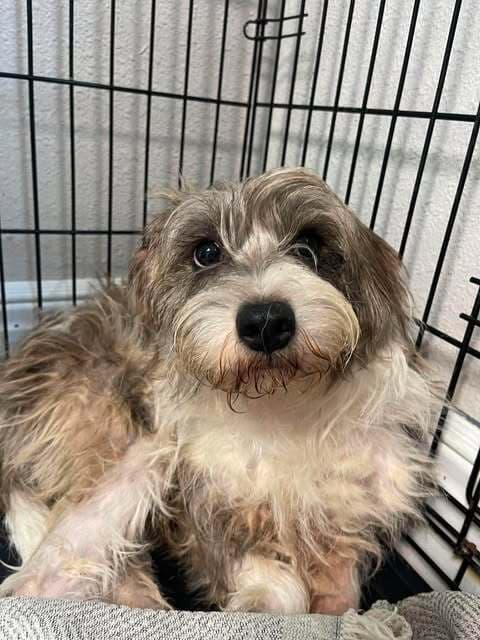 Klaus - Schnauzer