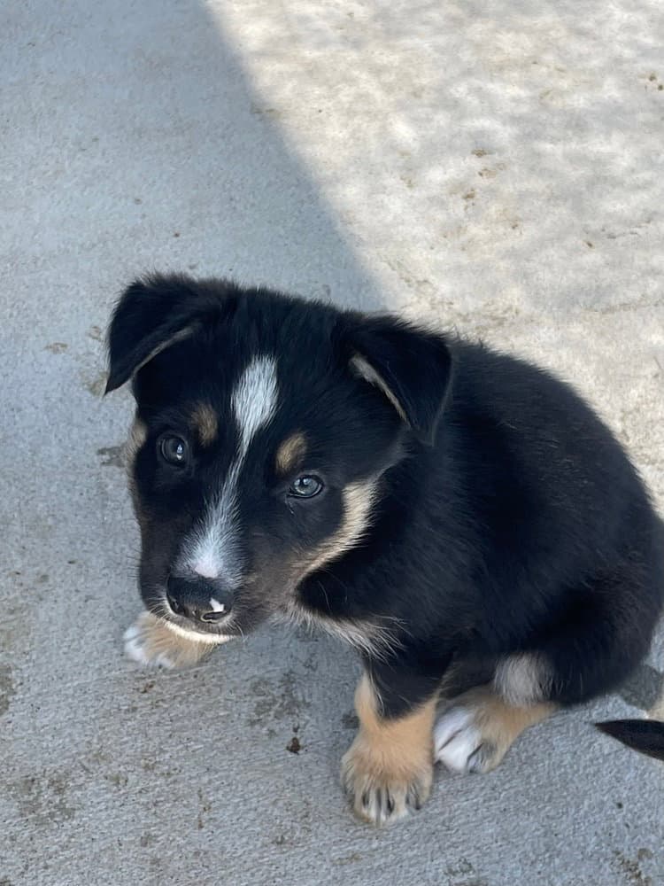 Fiji - Australian Shepherd