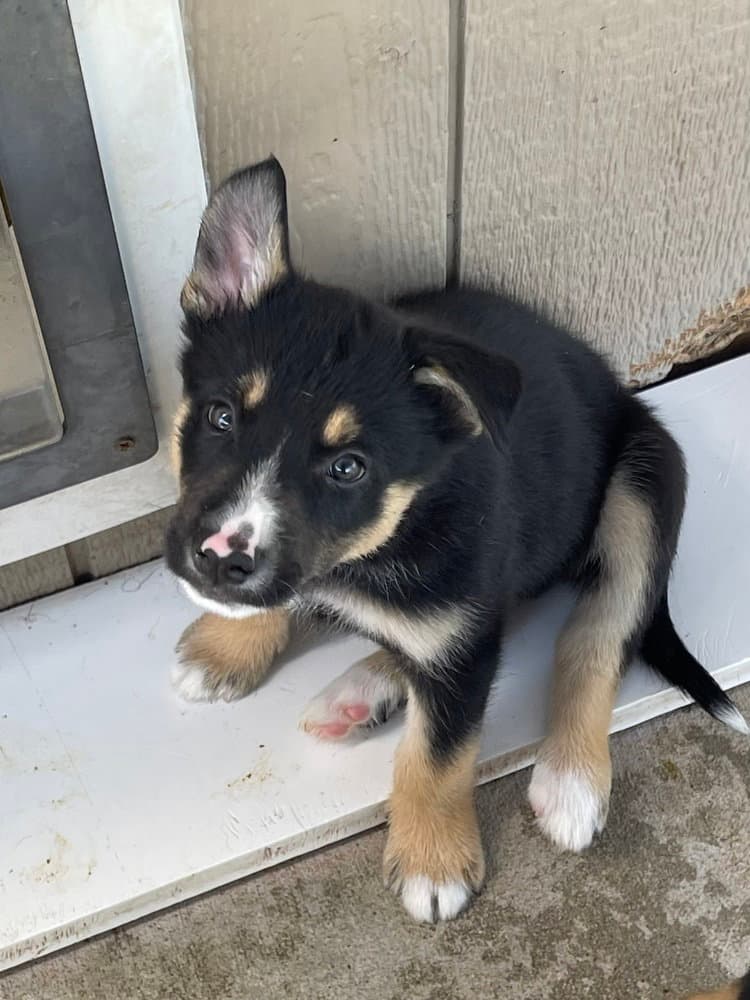 Gala - Australian Shepherd