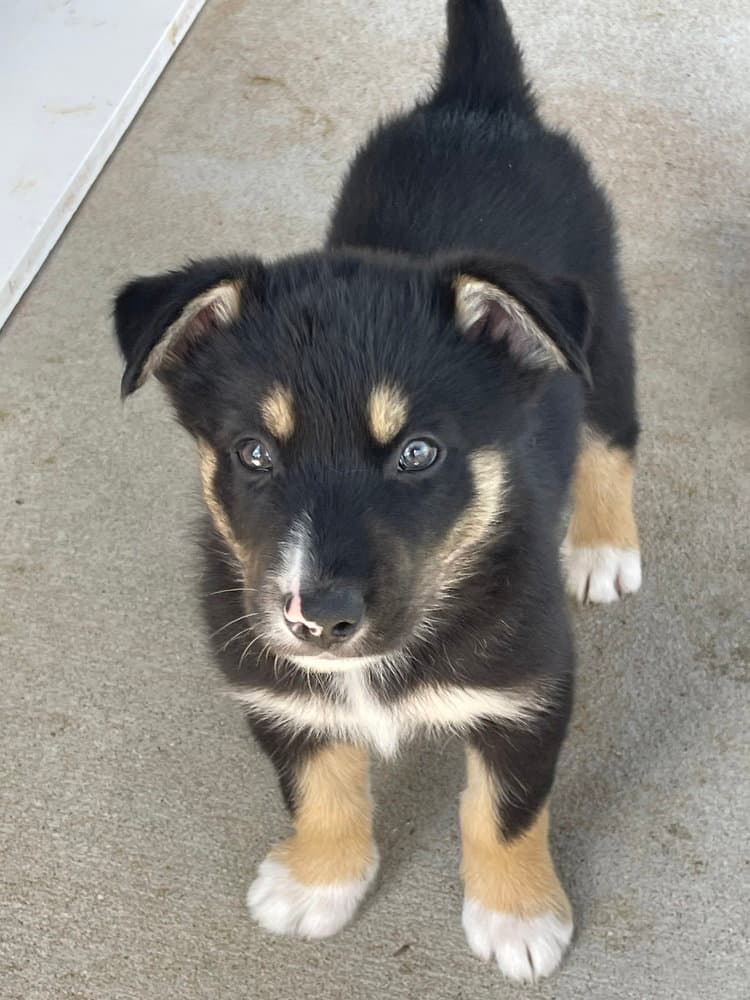 Jonathon - Australian Shepherd