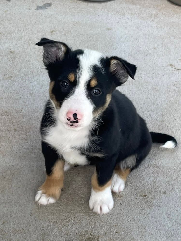 Honeycrisp - Australian Shepherd