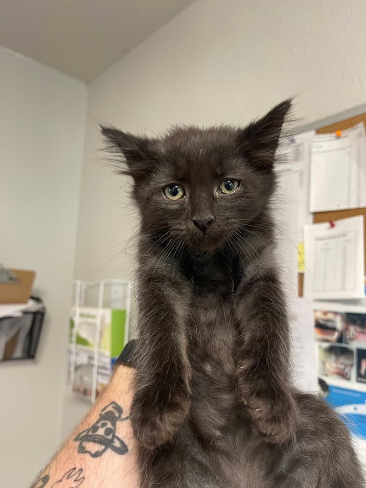 Gus - Domestic Short Hair