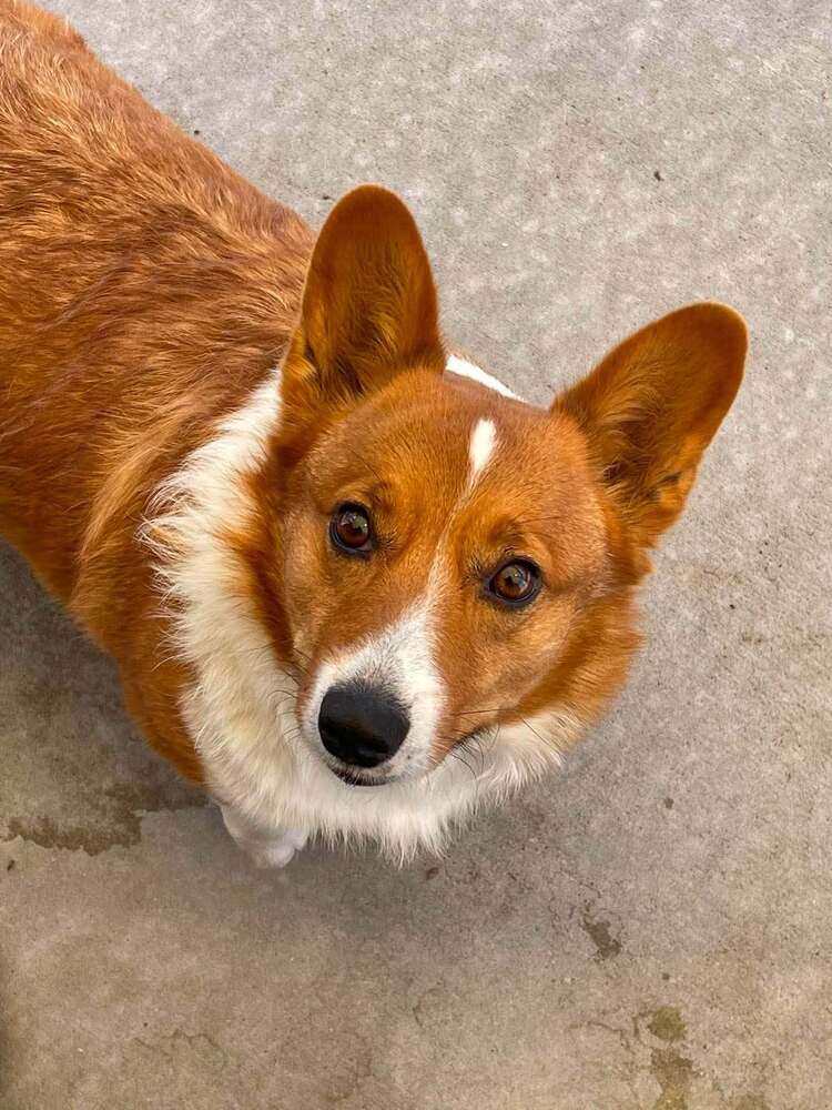 Shittake - Corgi