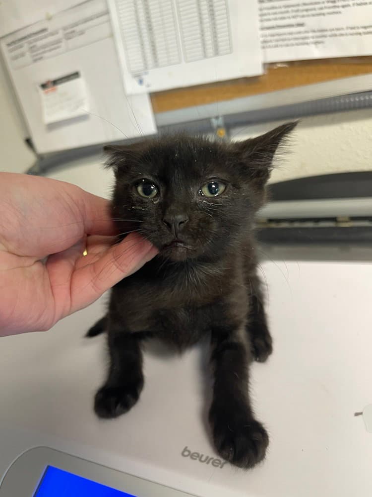 Gigi - Domestic Short Hair