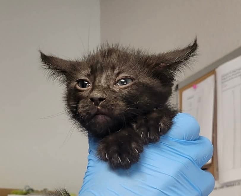 Coal - Domestic Short Hair