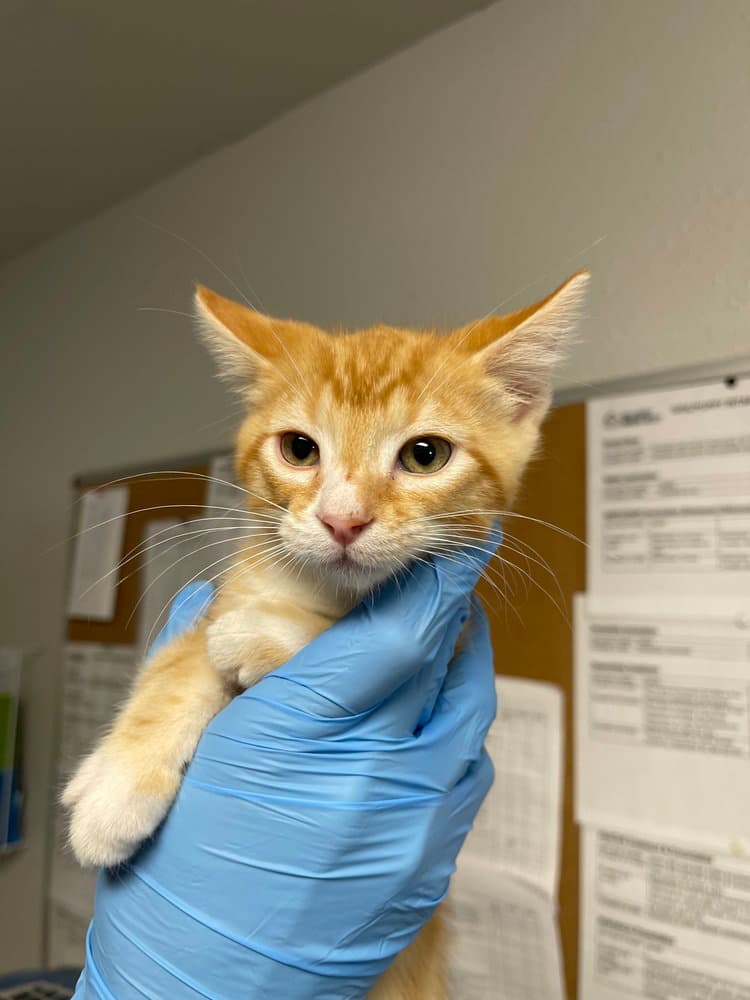 Abdu - Domestic Short Hair