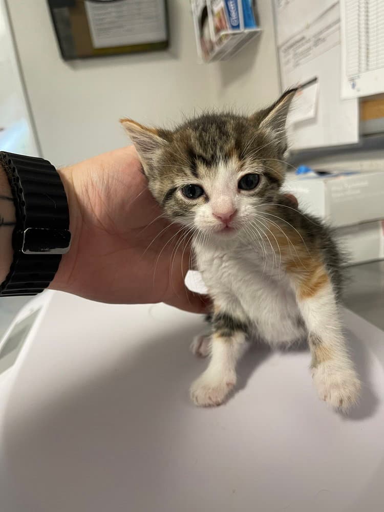 Maya - Domestic Short Hair