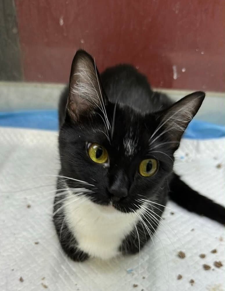 Formal - Domestic Short Hair